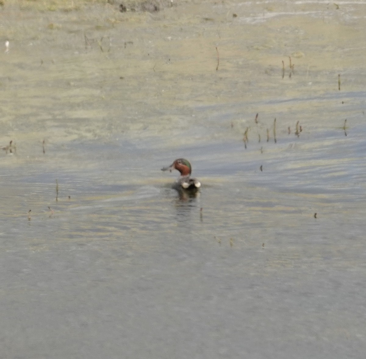 Green-winged Teal - ML620708888