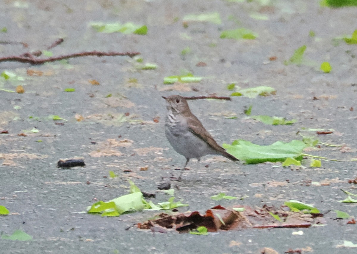 Gray-cheeked Thrush - ML620708889