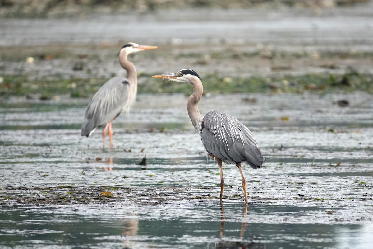 Great Blue Heron - ML620708895