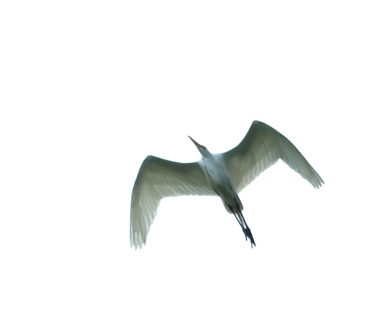 Great Egret - Kane County Audubon