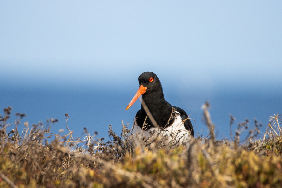 Pied Oystercatcher - ML620708905