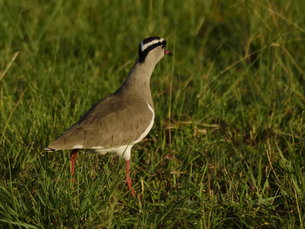 Crowned Lapwing - ML620708911