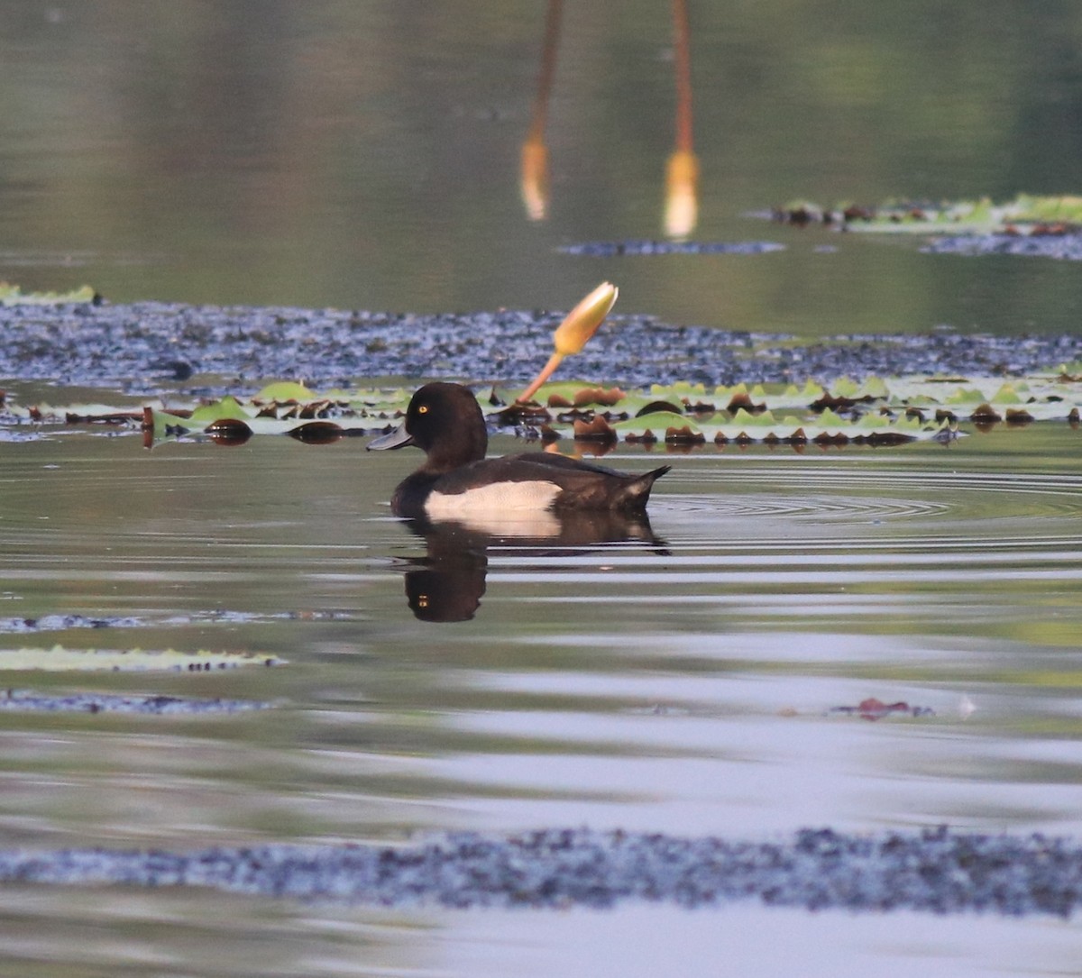 鳳頭潛鴨 - ML620708913