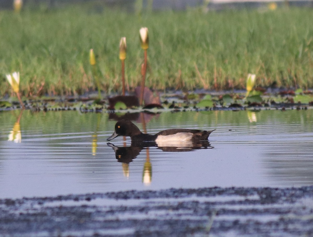 鳳頭潛鴨 - ML620708914