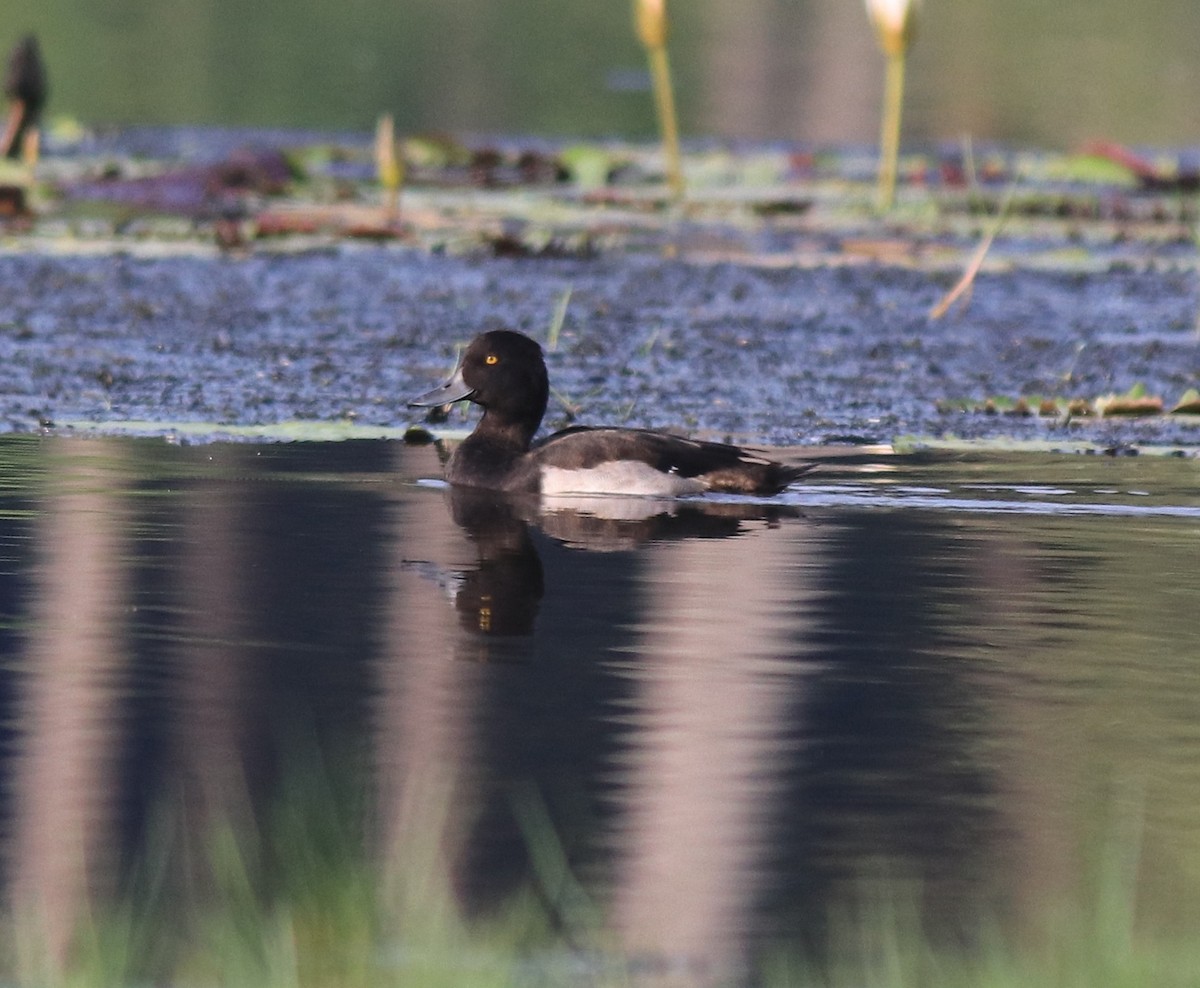 鳳頭潛鴨 - ML620708916