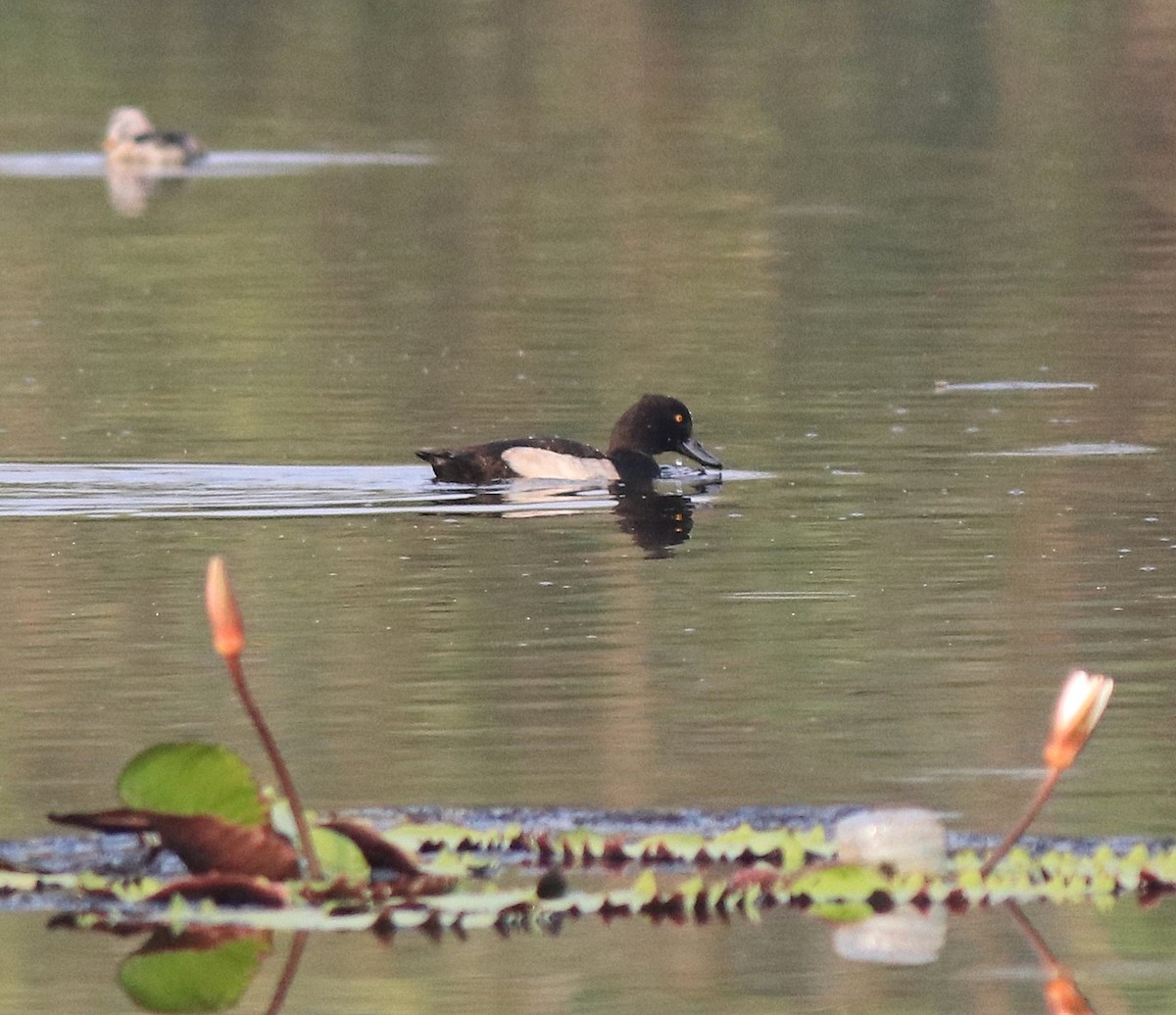 Tufted Duck - ML620708917