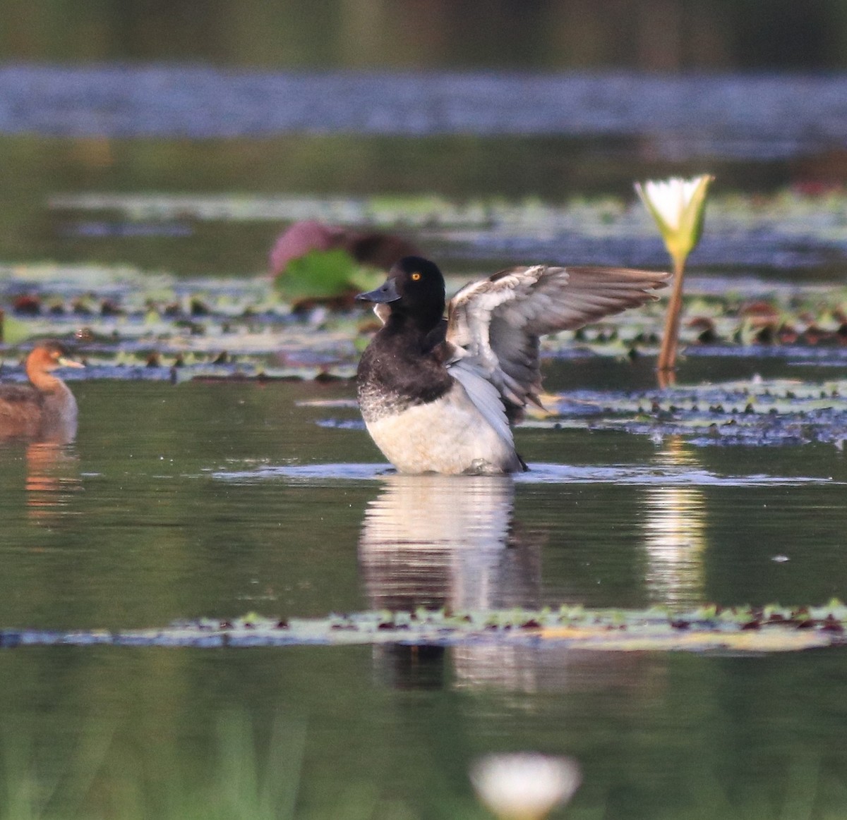 鳳頭潛鴨 - ML620708918