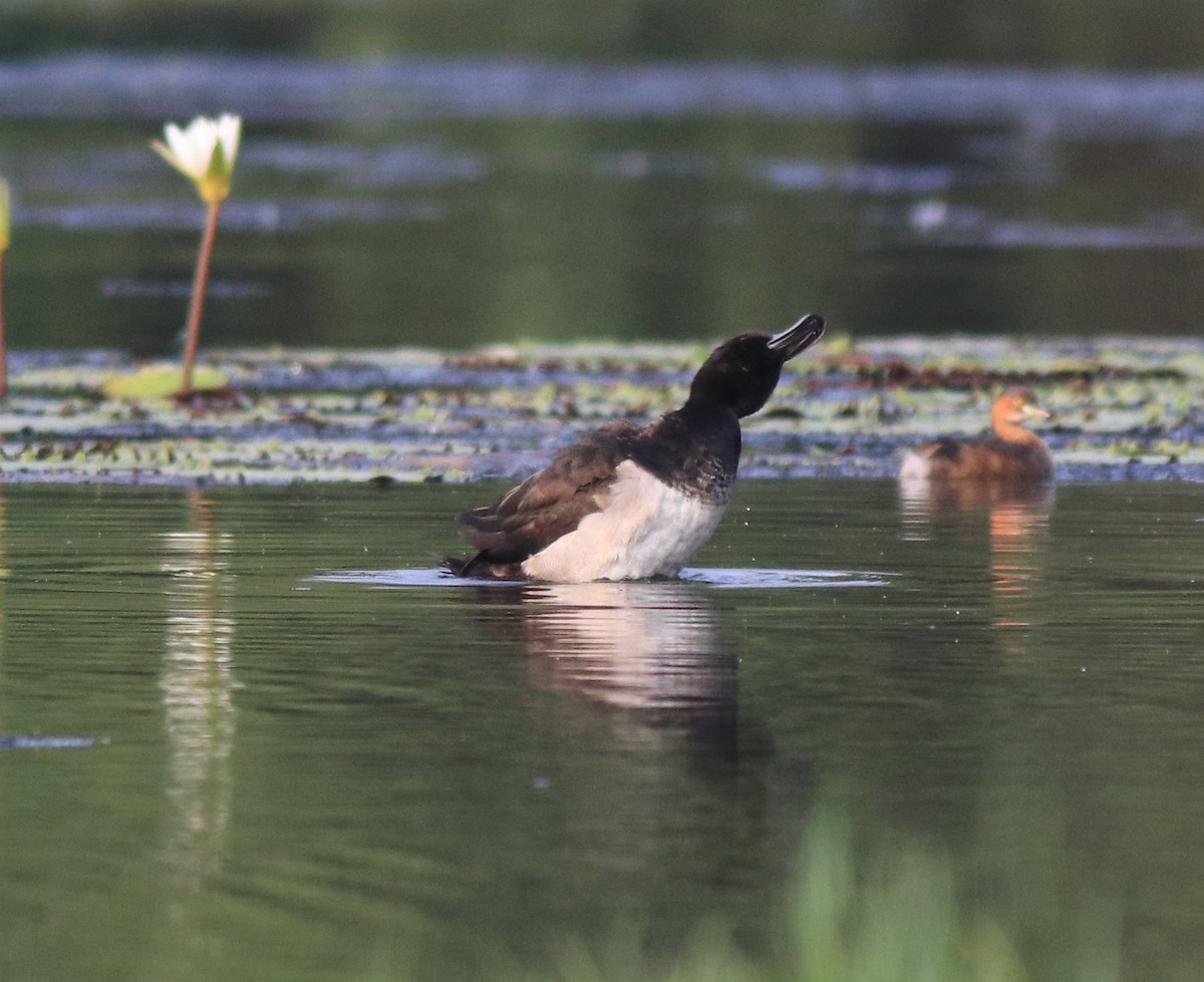 鳳頭潛鴨 - ML620708919