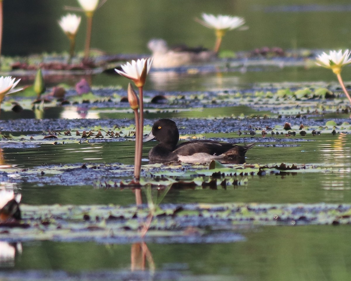 鳳頭潛鴨 - ML620708920