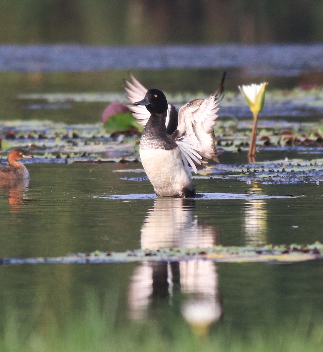 鳳頭潛鴨 - ML620708922