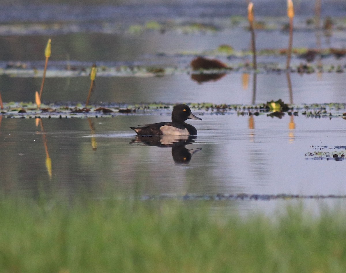 鳳頭潛鴨 - ML620708923