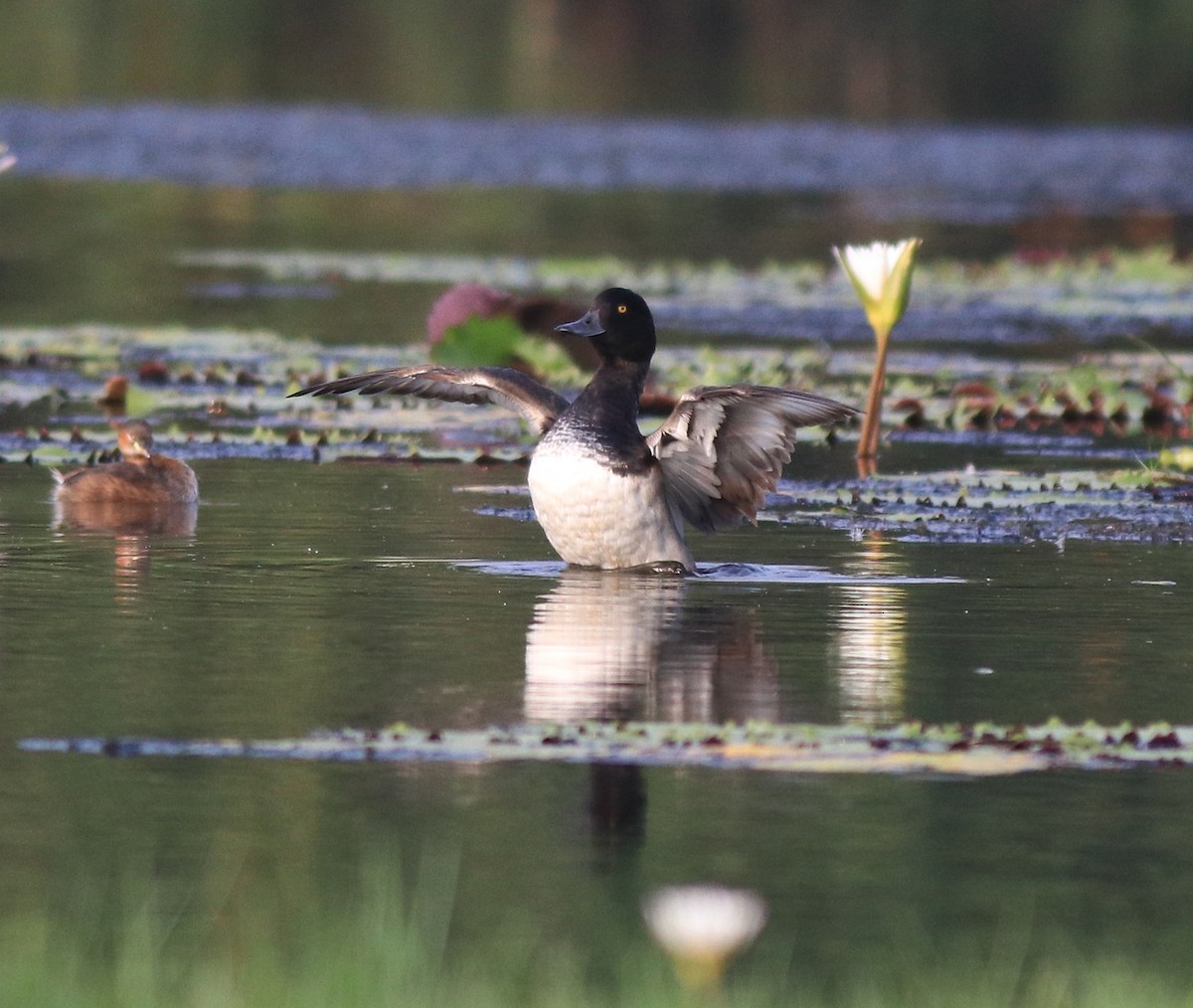 鳳頭潛鴨 - ML620708924