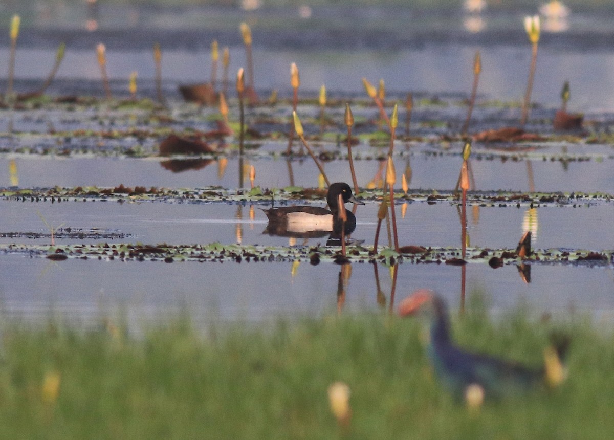 鳳頭潛鴨 - ML620708925