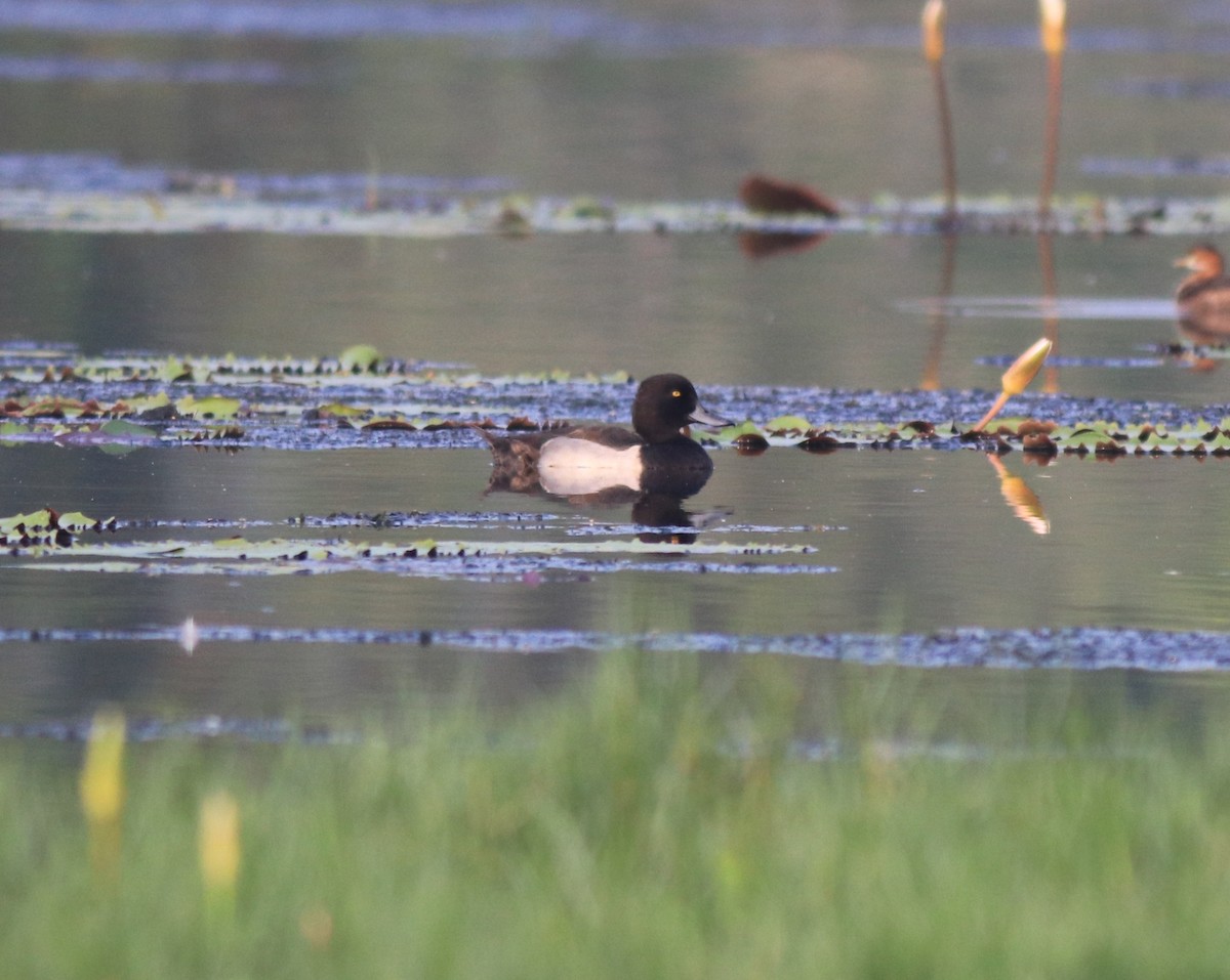 Tufted Duck - ML620708926