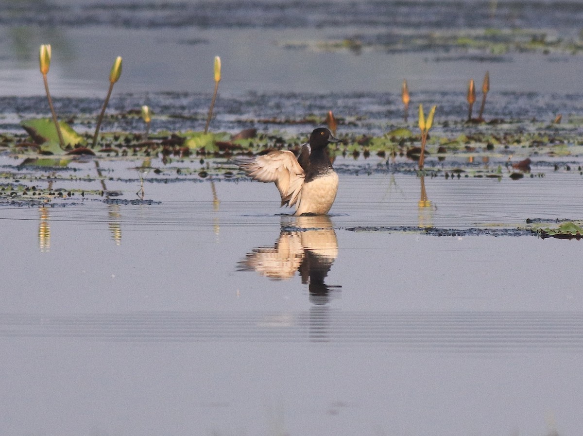 Tufted Duck - ML620708928