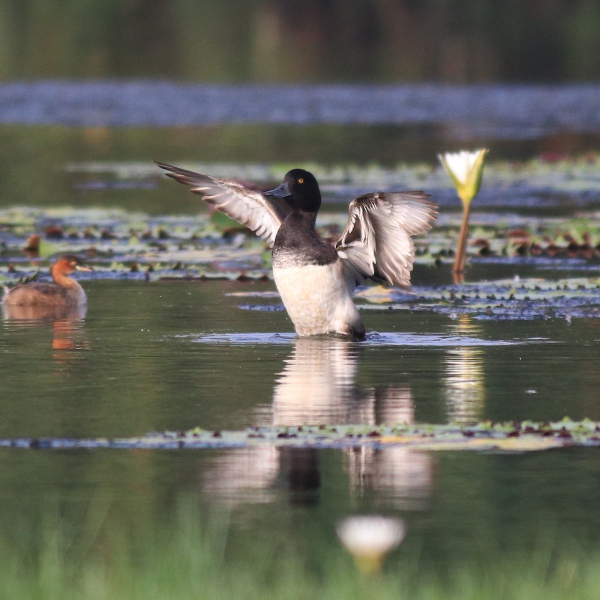 鳳頭潛鴨 - ML620708929