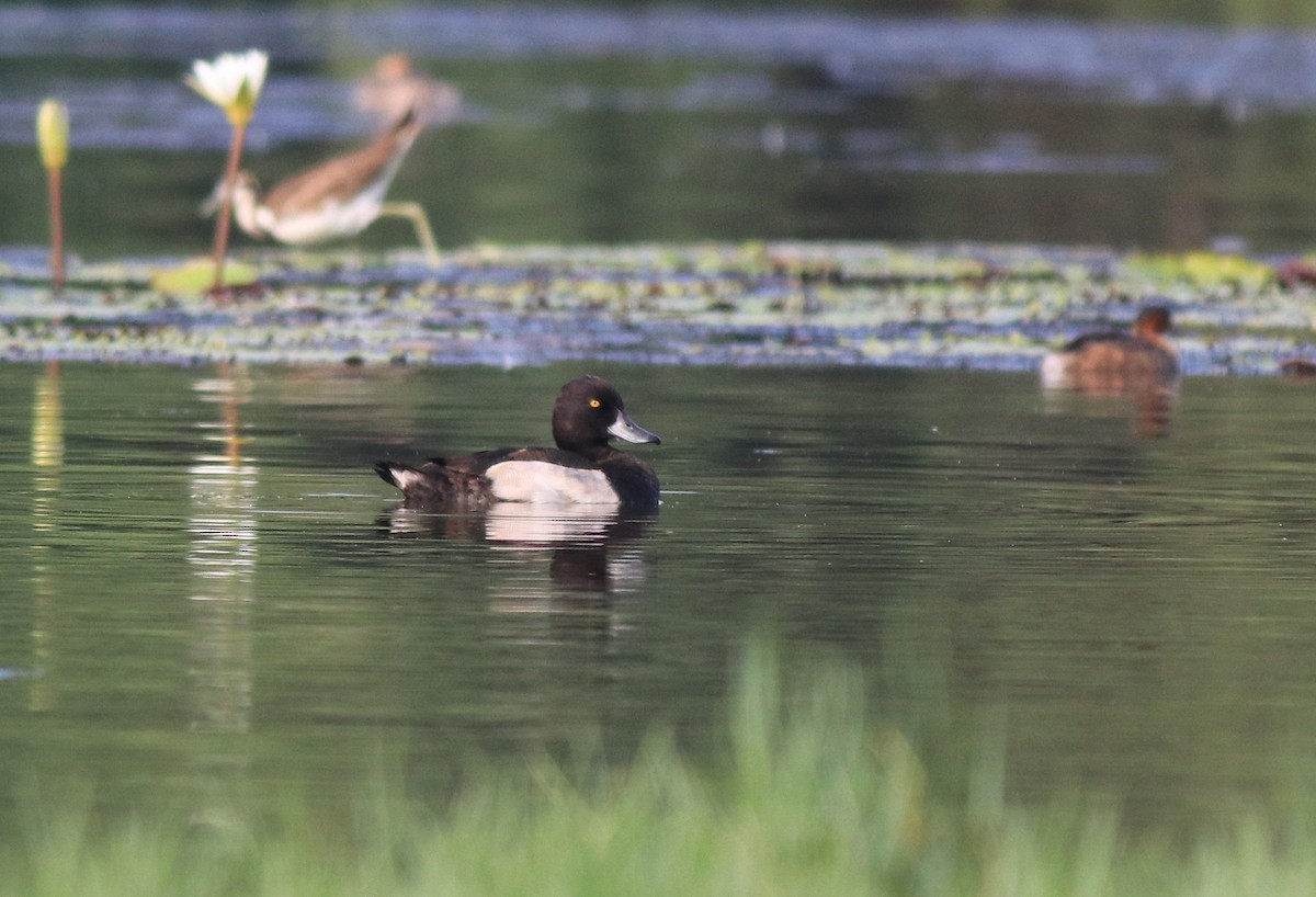 鳳頭潛鴨 - ML620708930