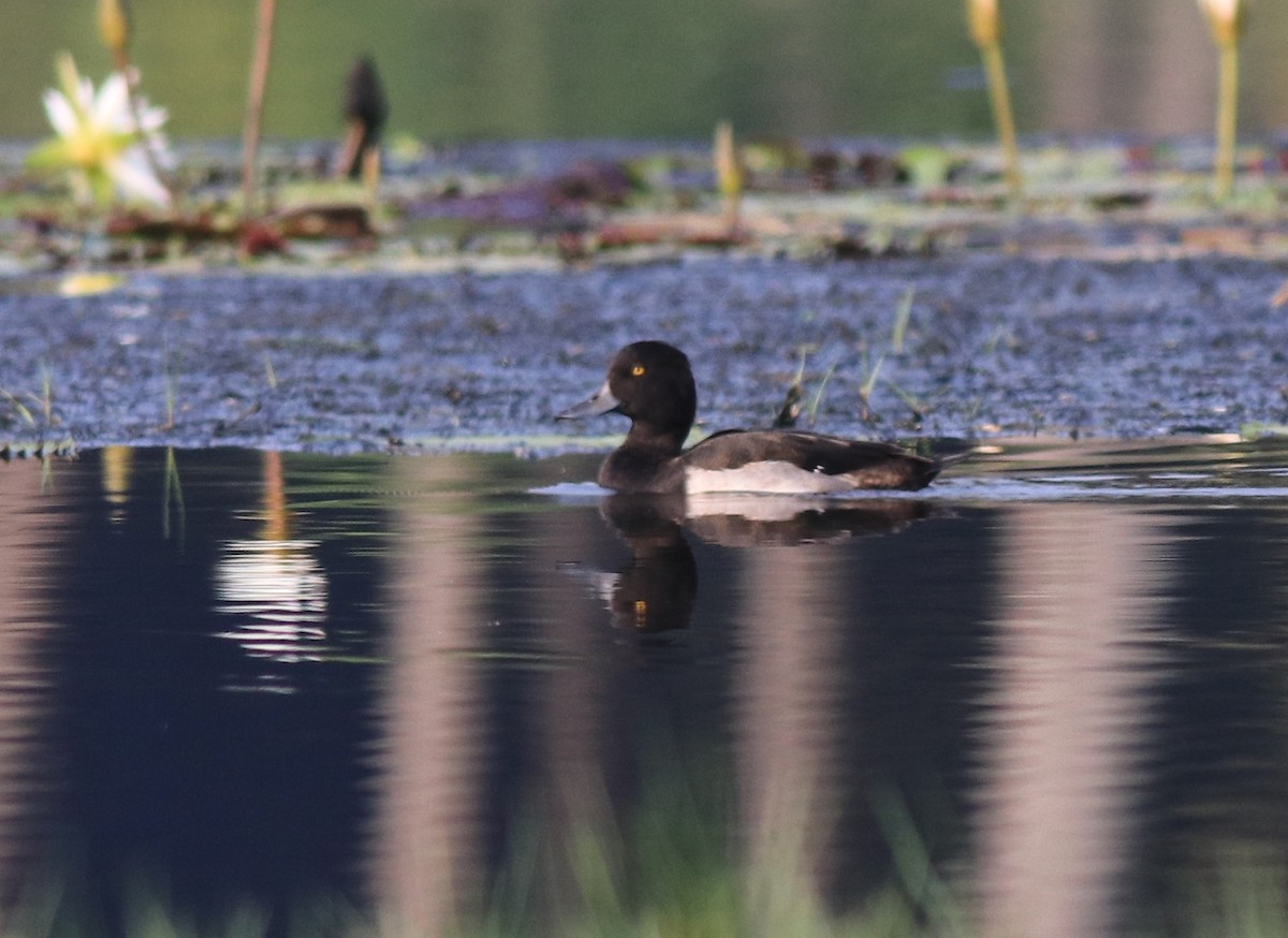 鳳頭潛鴨 - ML620708932