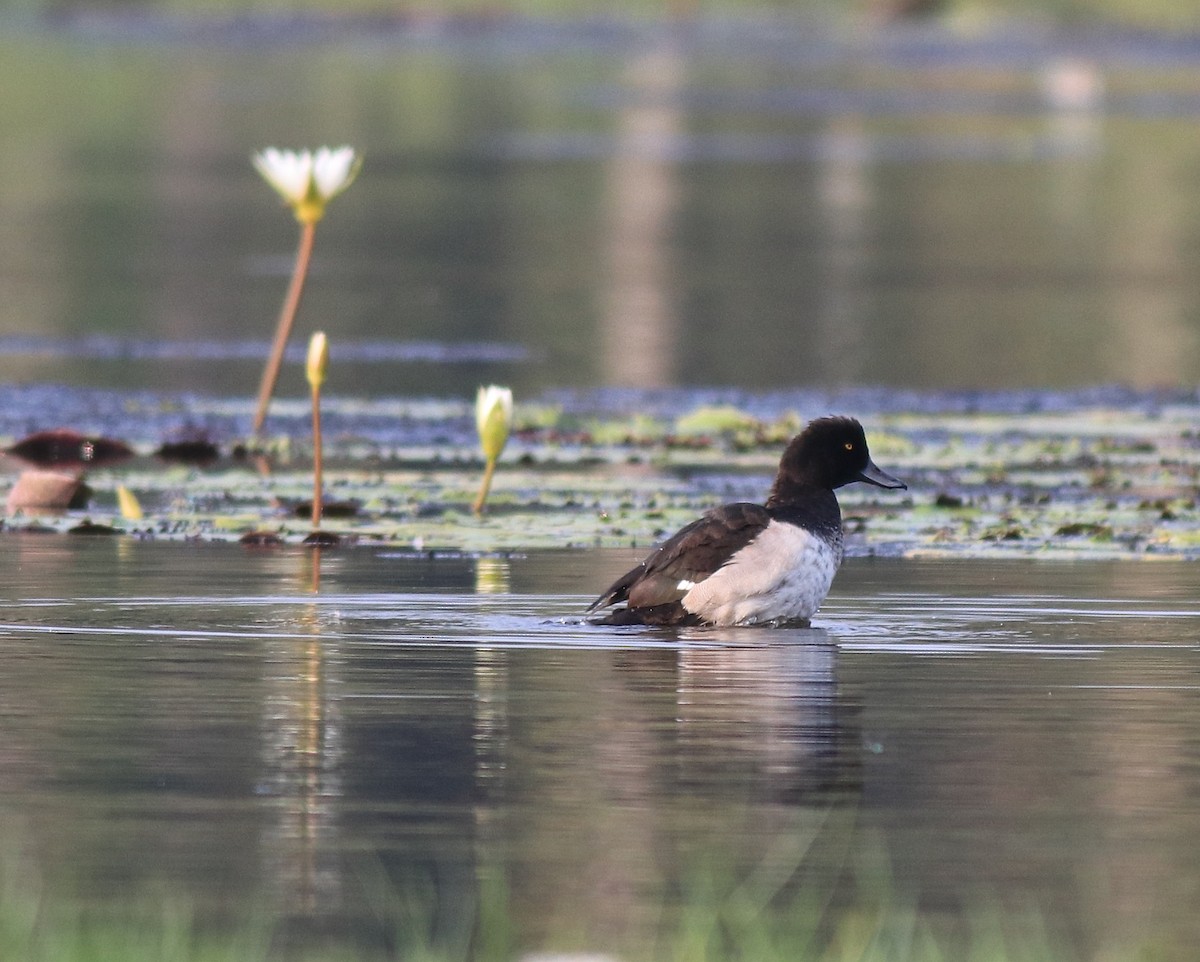 鳳頭潛鴨 - ML620708933