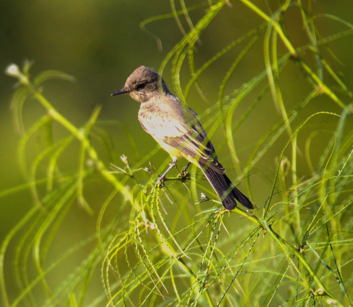 Say's Phoebe - ML620708935