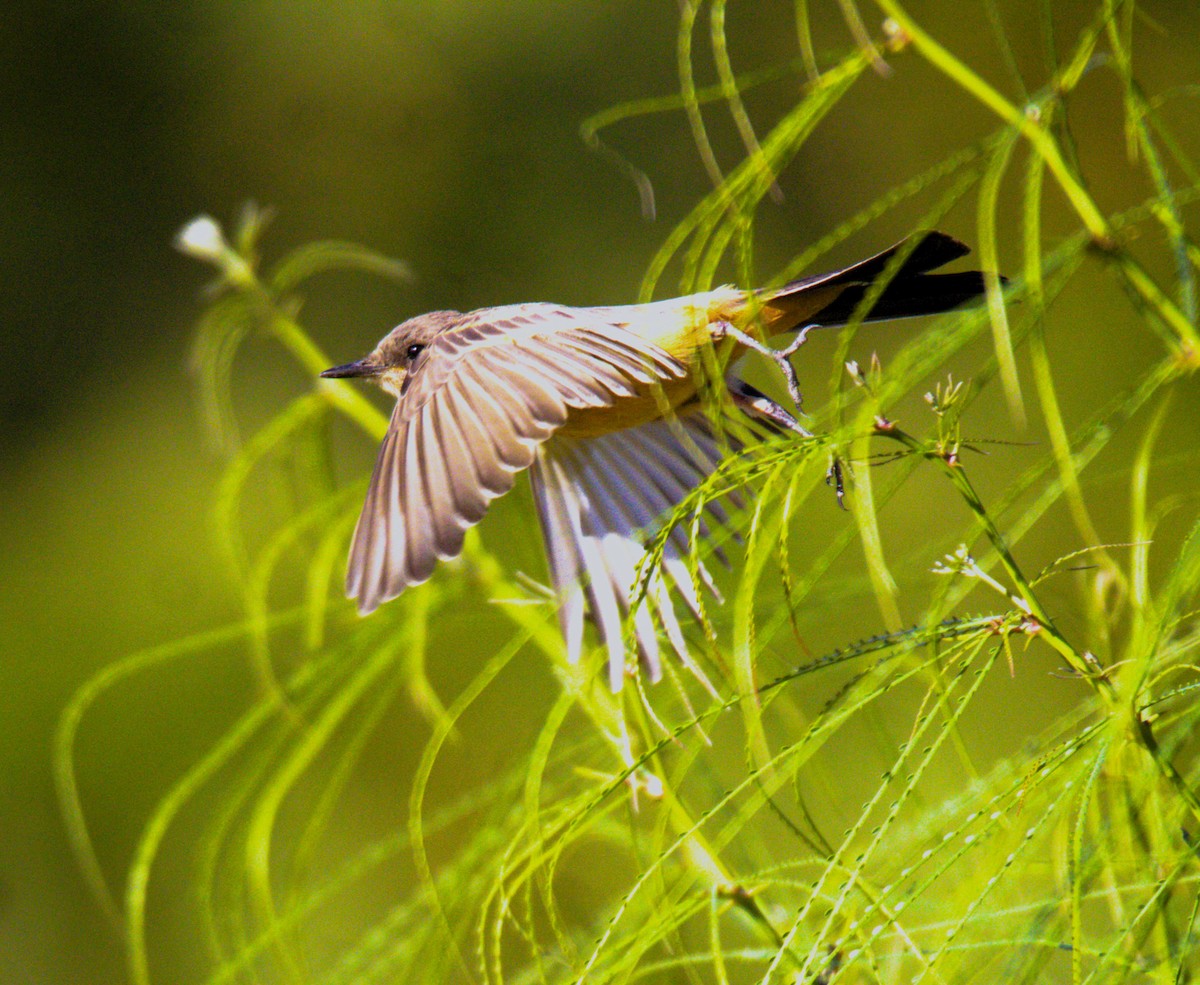 Say's Phoebe - ML620708936