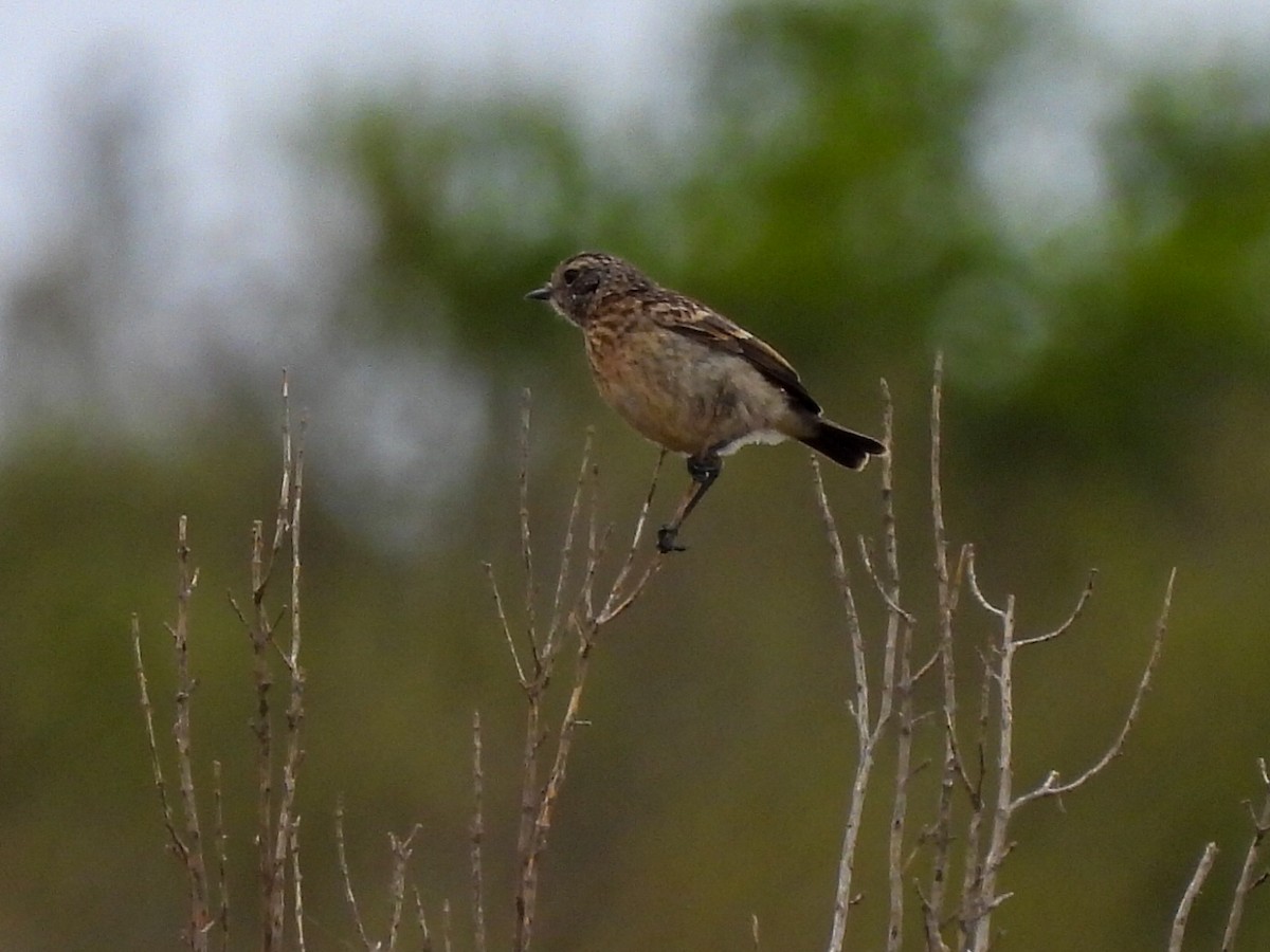 European Stonechat - ML620708938