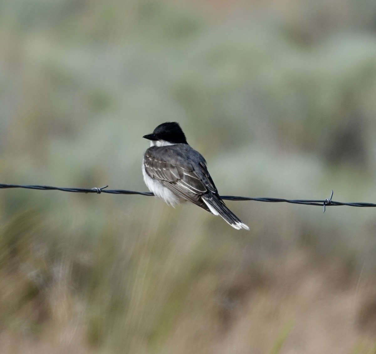 Eastern Kingbird - ML620708941