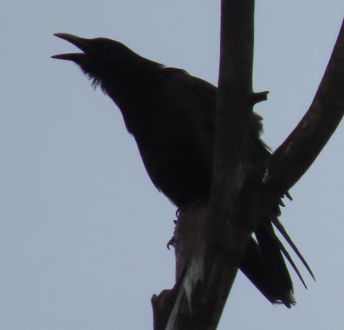 American Crow - ML620708945