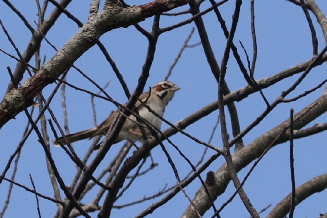 Lark Sparrow - ML620708946