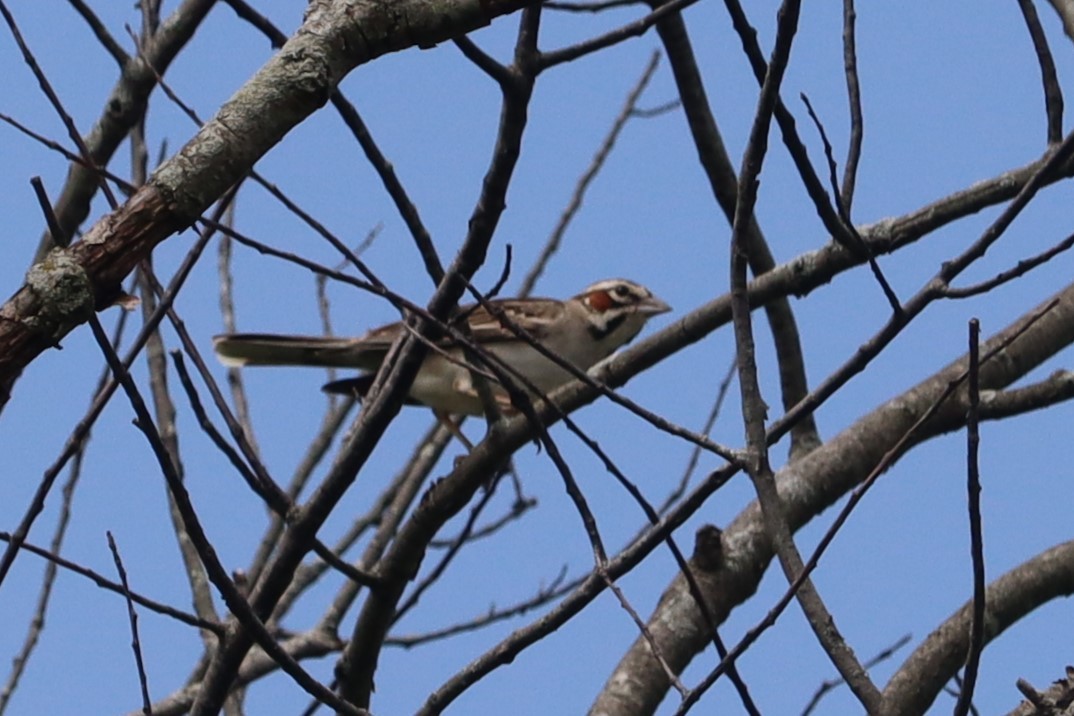 Lark Sparrow - ML620708947