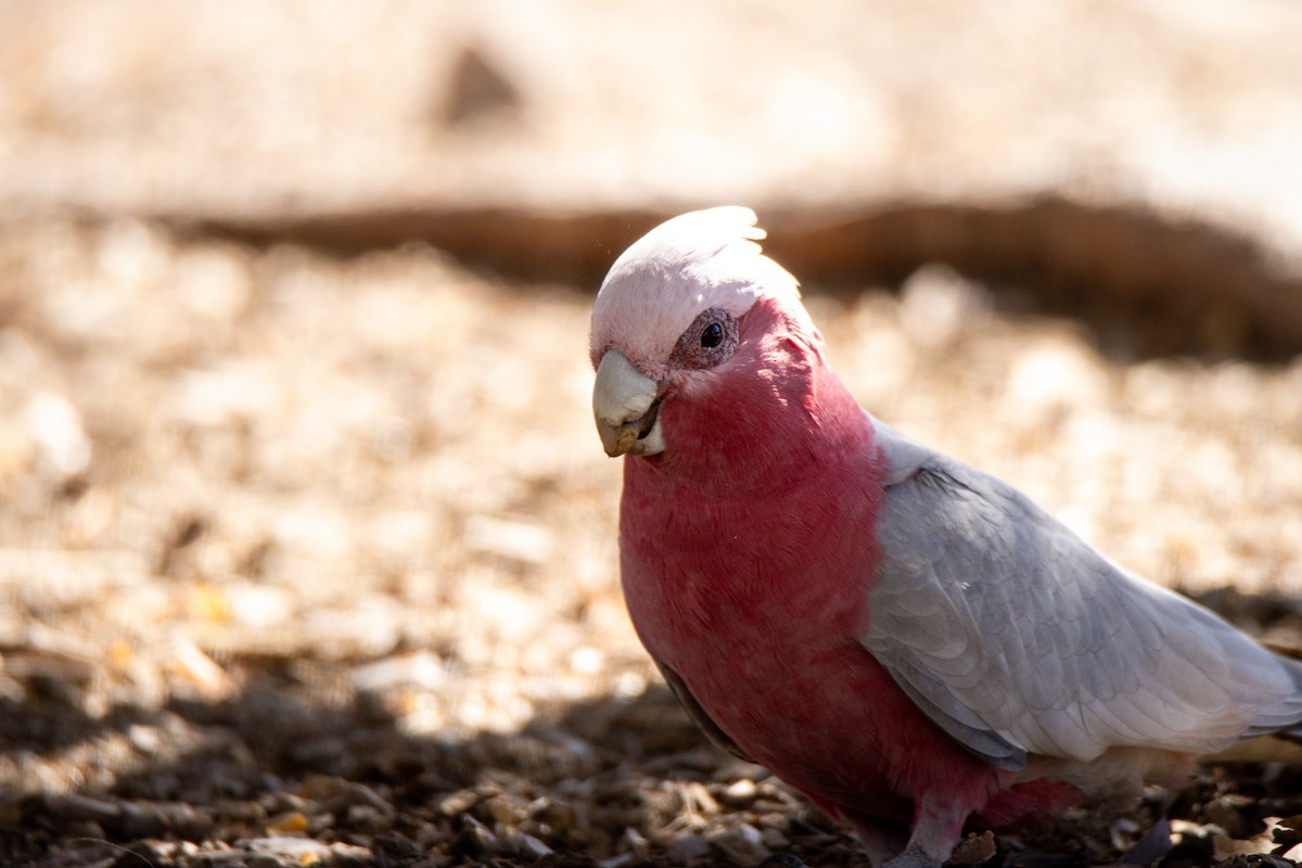 Cacatúa Galah - ML620708950