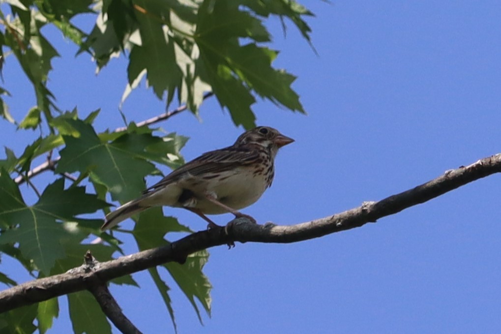 Vesper Sparrow - ML620708953