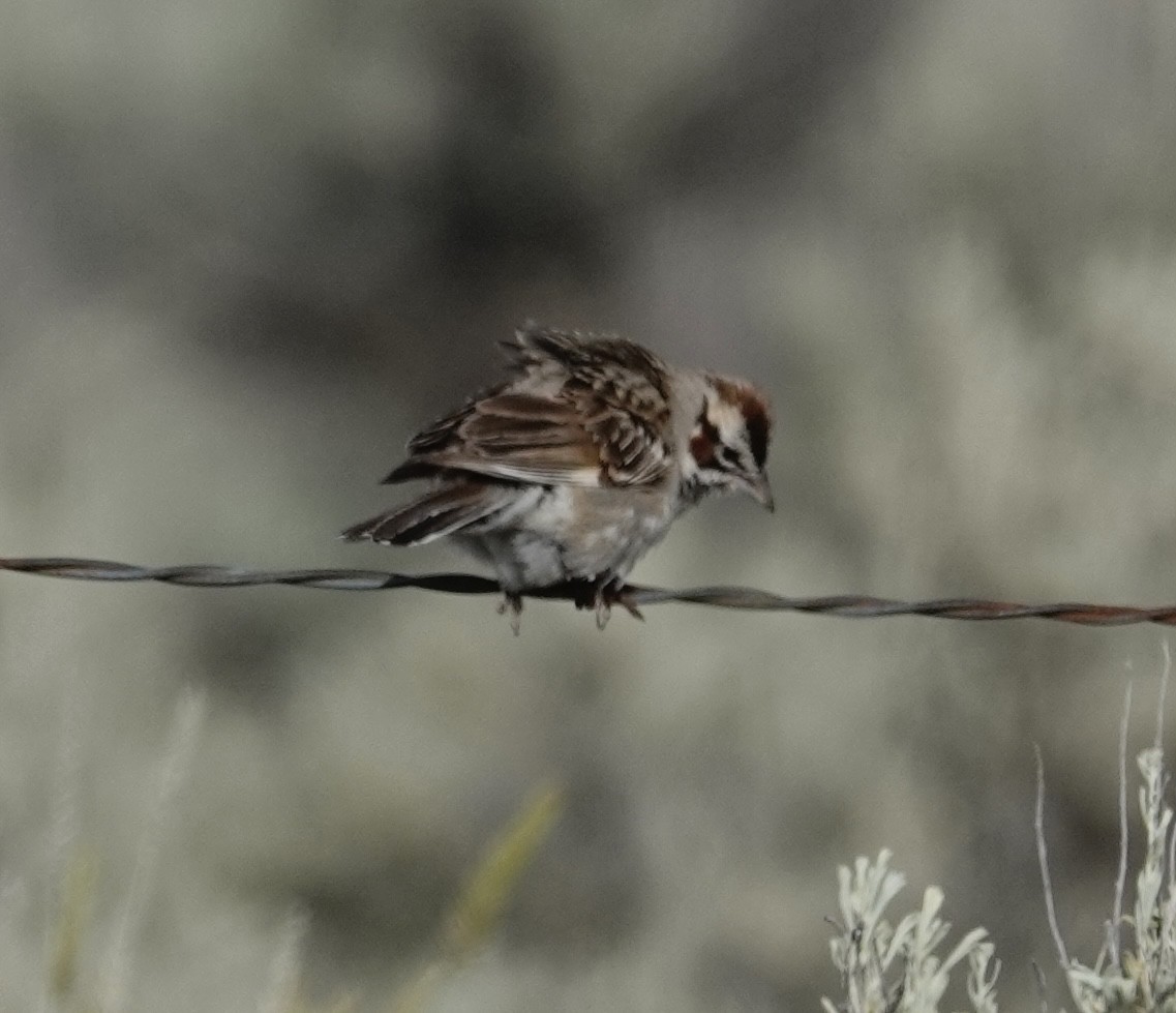 Lark Sparrow - ML620708955