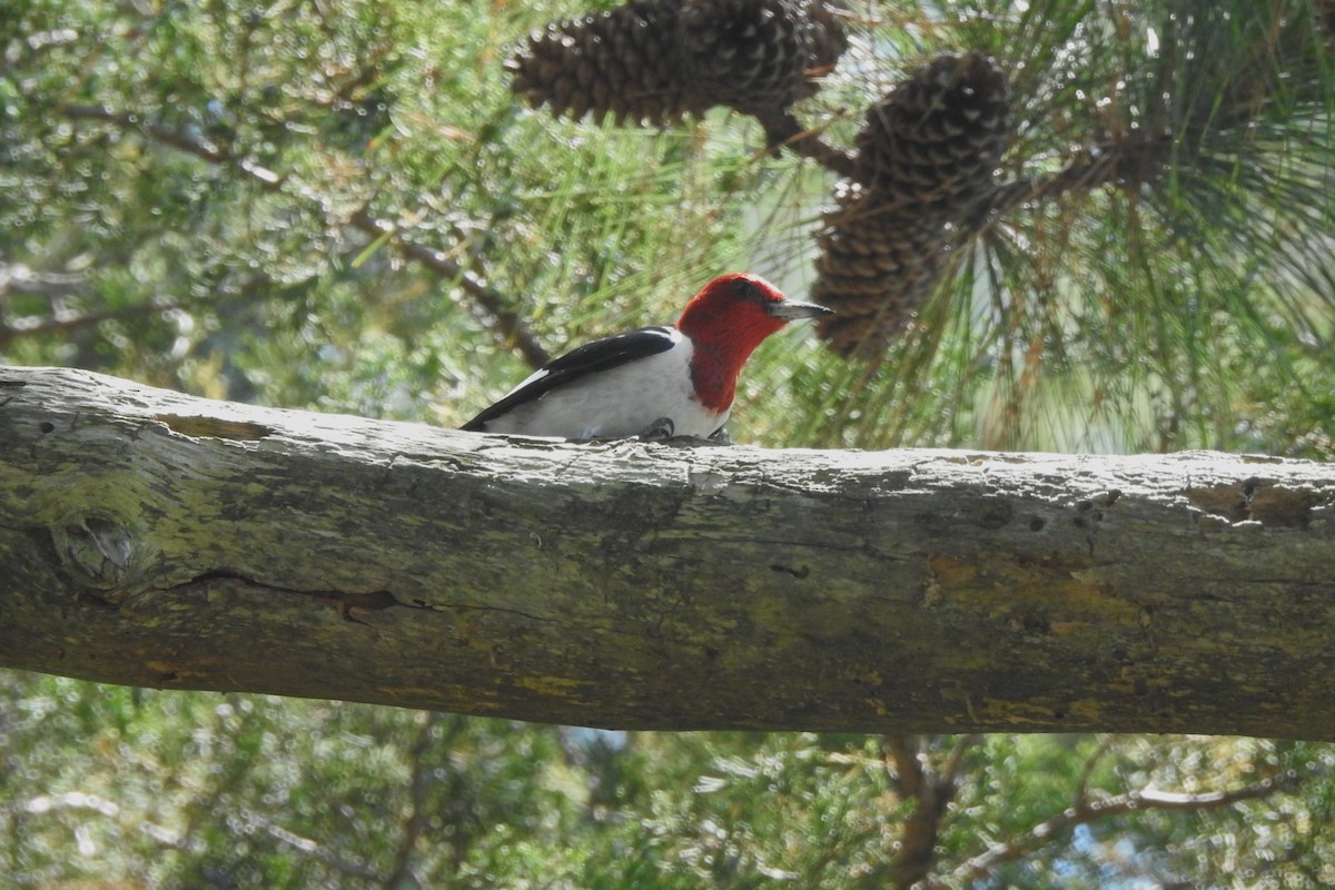 Red-headed Woodpecker - ML620708961