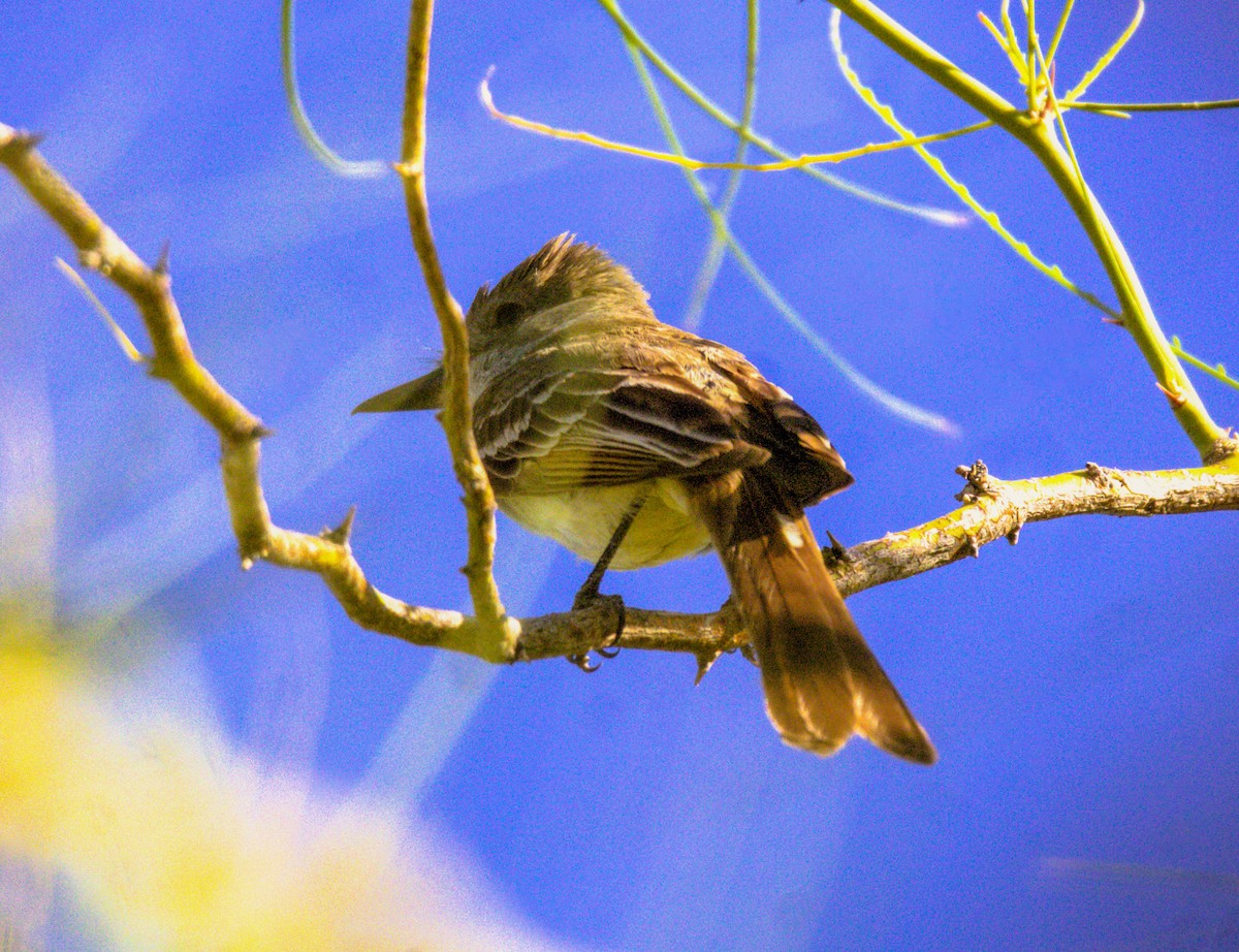 Brown-crested Flycatcher - ML620708964