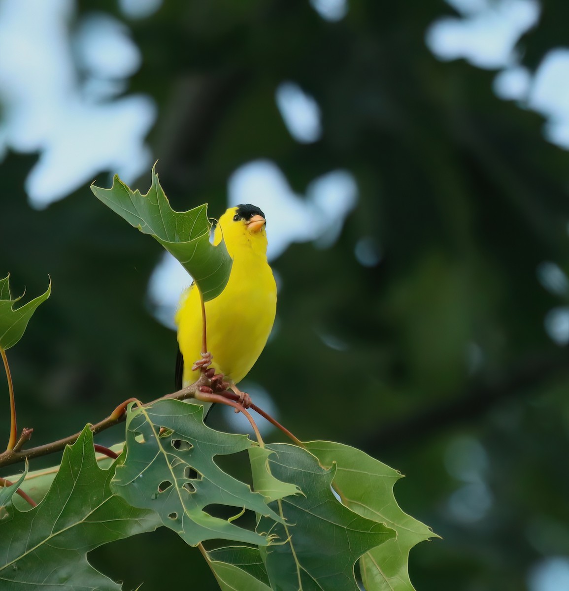 Chardonneret jaune - ML620708966