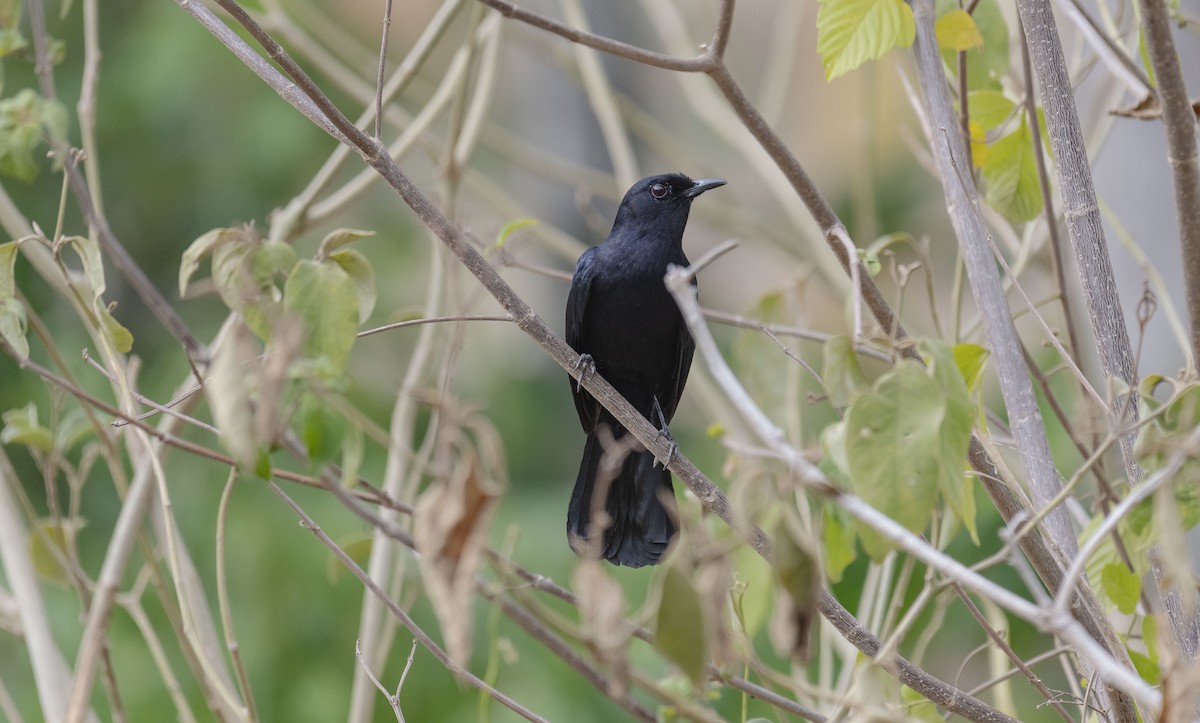 Black Catbird - ML620708967