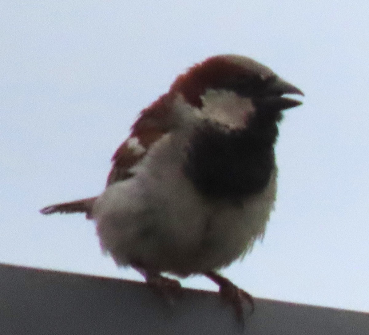 House Sparrow - ML620708969