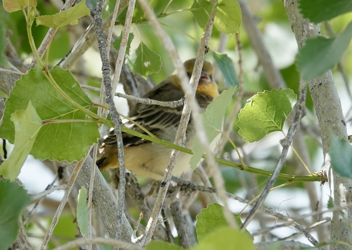 Bullock's Oriole - ML620708970