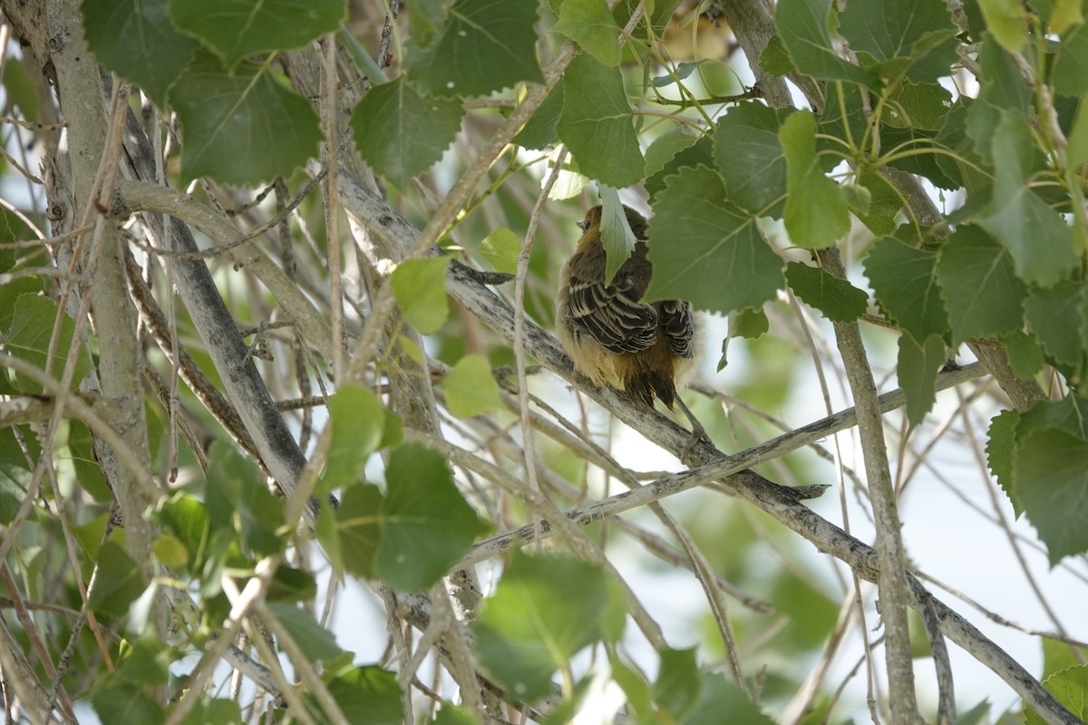 Oriole de Bullock - ML620708973