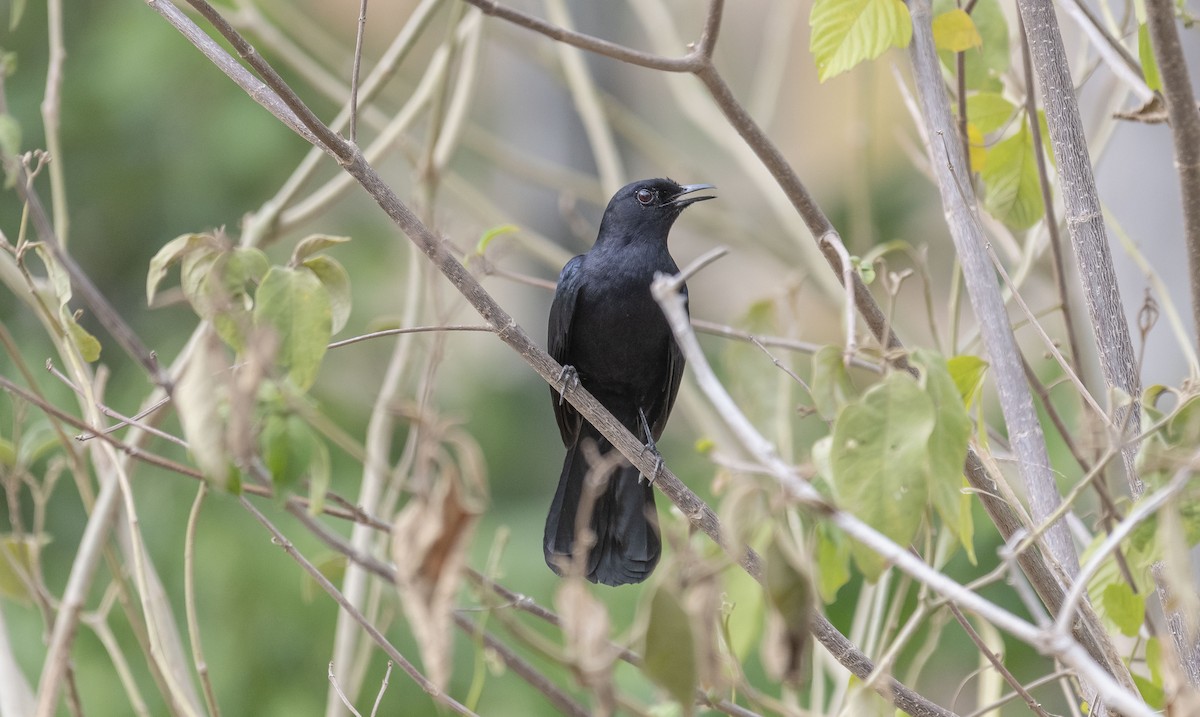 Black Catbird - ML620708979