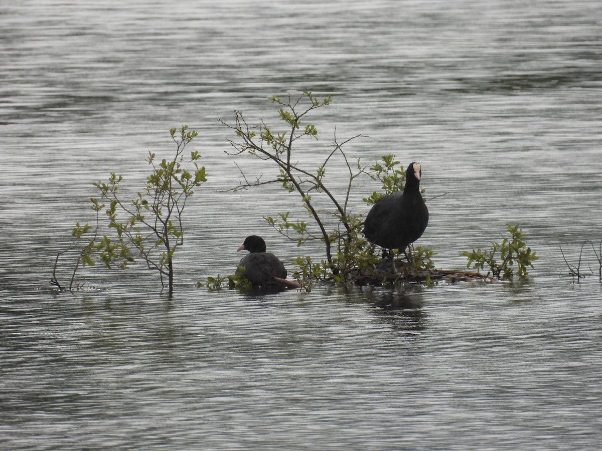 Eurasian Coot - ML620708980