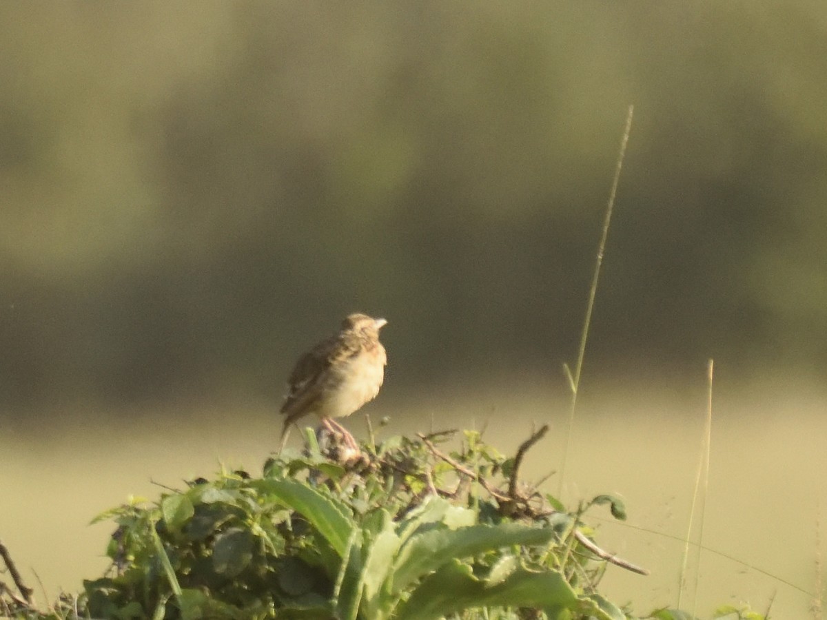 Rufous-naped Lark - ML620708982