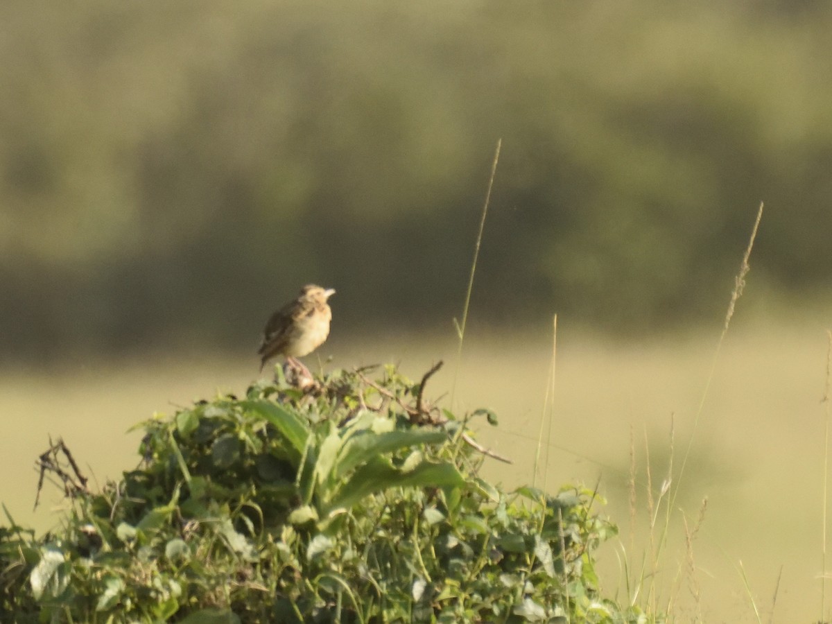 Rufous-naped Lark - ML620708983