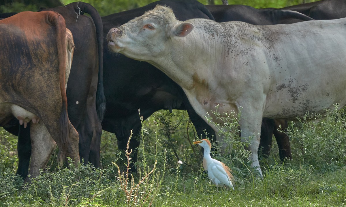 Western Cattle Egret - Stephen Mann