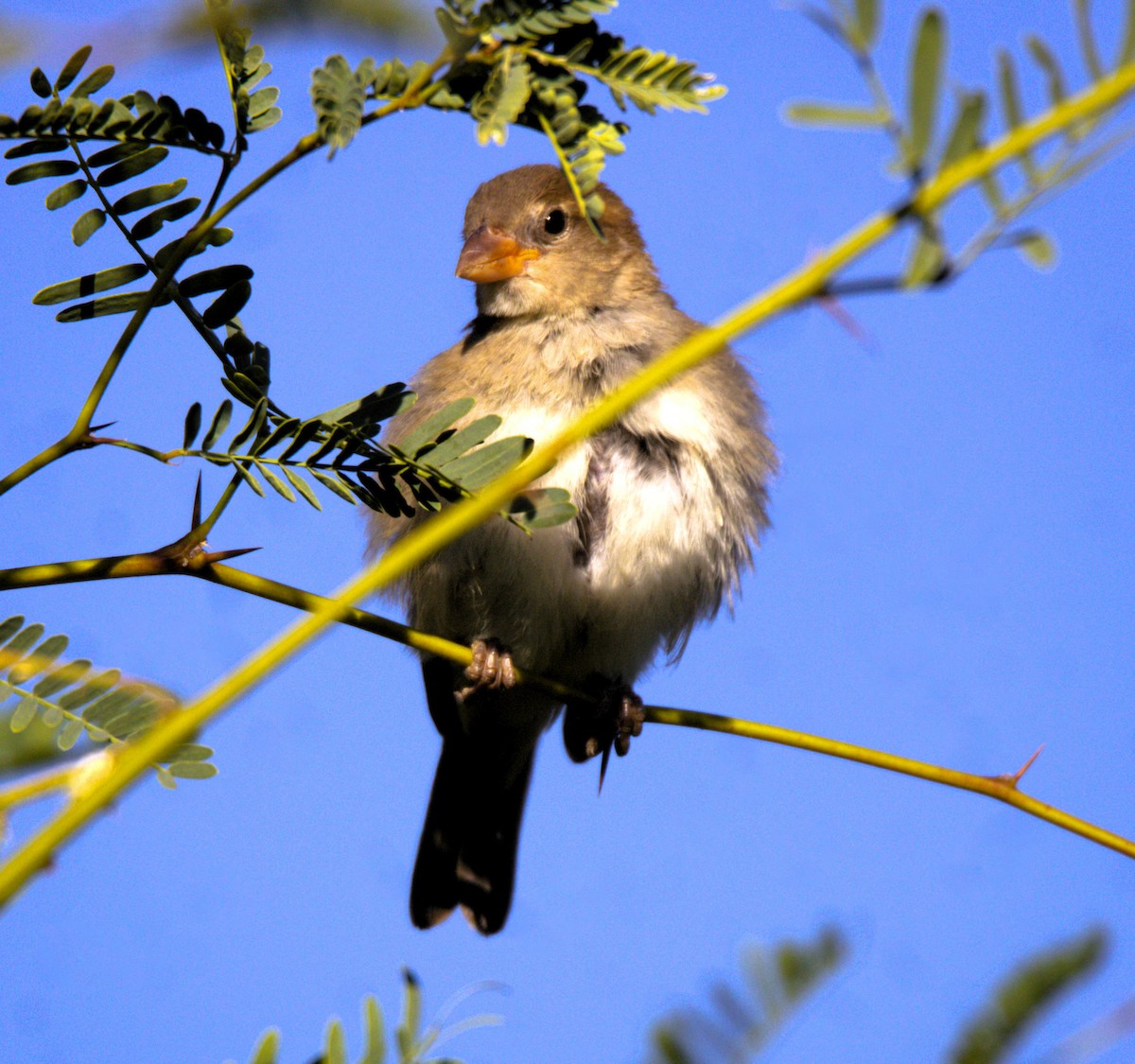 House Sparrow - ML620708992