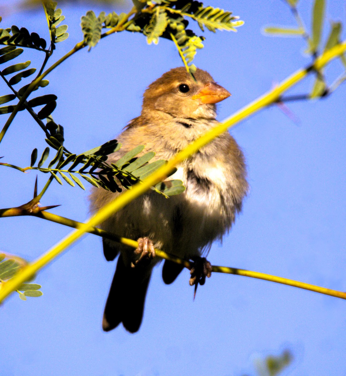 House Sparrow - ML620708993