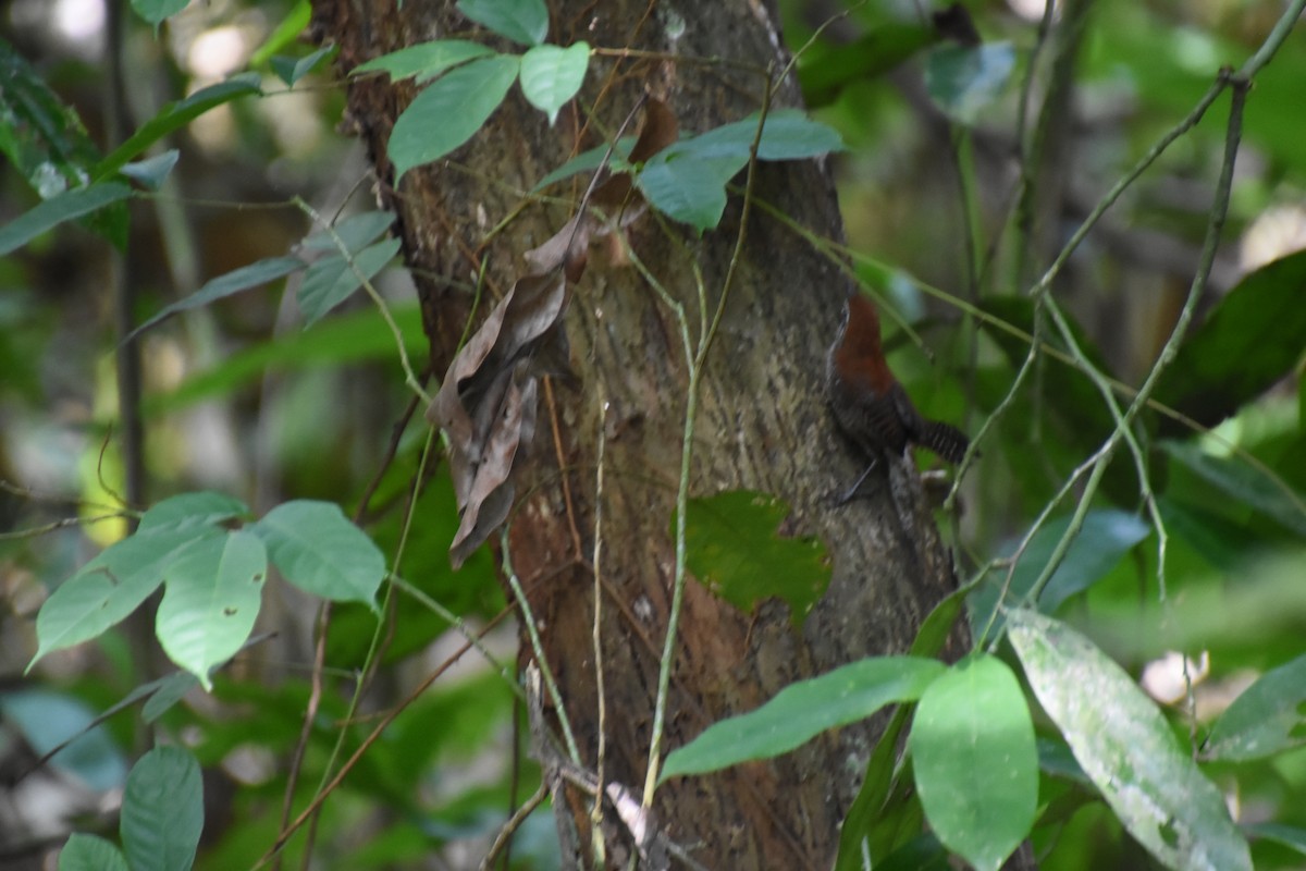 Riverside Wren - ML620709000