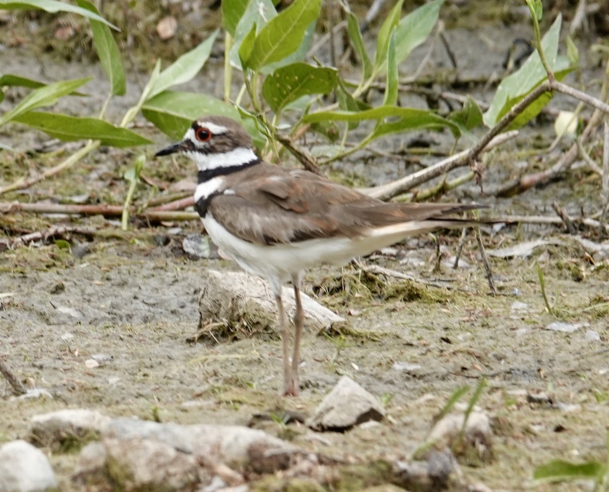 Killdeer - ML620709004