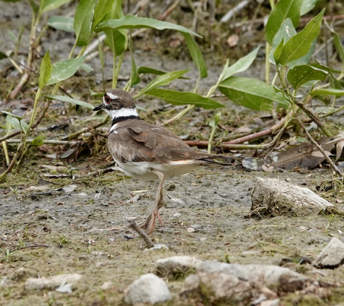 Keilschwanz-Regenpfeifer - ML620709005